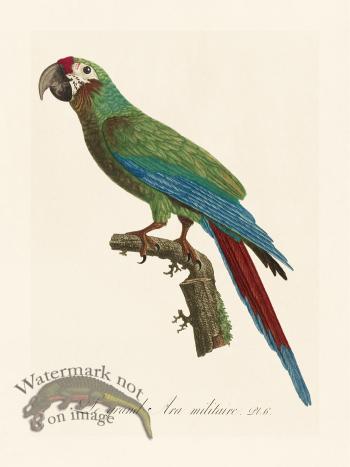 Barraband Parrot 006